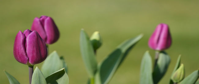 How to Care for Spring Flowers 