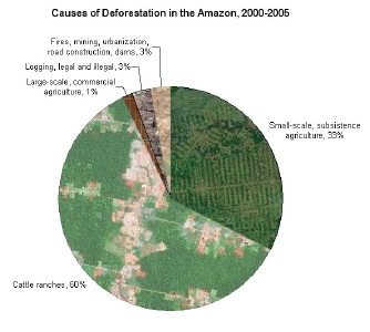 desforestation of the amazon rain forest